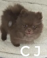 CJ -Imported lines, a male Pomeranian for sale in Whitwell, TN – Photo 6 of 6