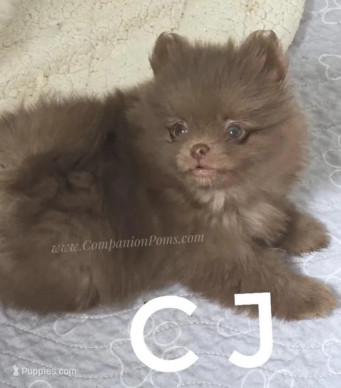 CJ -C video on website