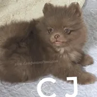 CJ -C video on website, a male Pomeranian for sale in Whitwell, TN – Photo 1 of 6