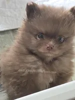 CJ, a male Pomeranian for sale in Whitwell, TN – Photo 4 of 6