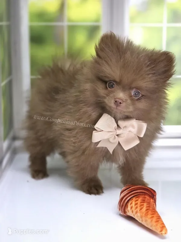 CJ -C video on website – Pomeranian puppy for sale in Whitwell, TN
