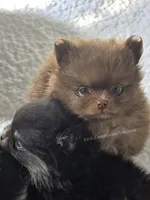 CJ, a male Pomeranian for sale in Whitwell, TN – Photo 5 of 6