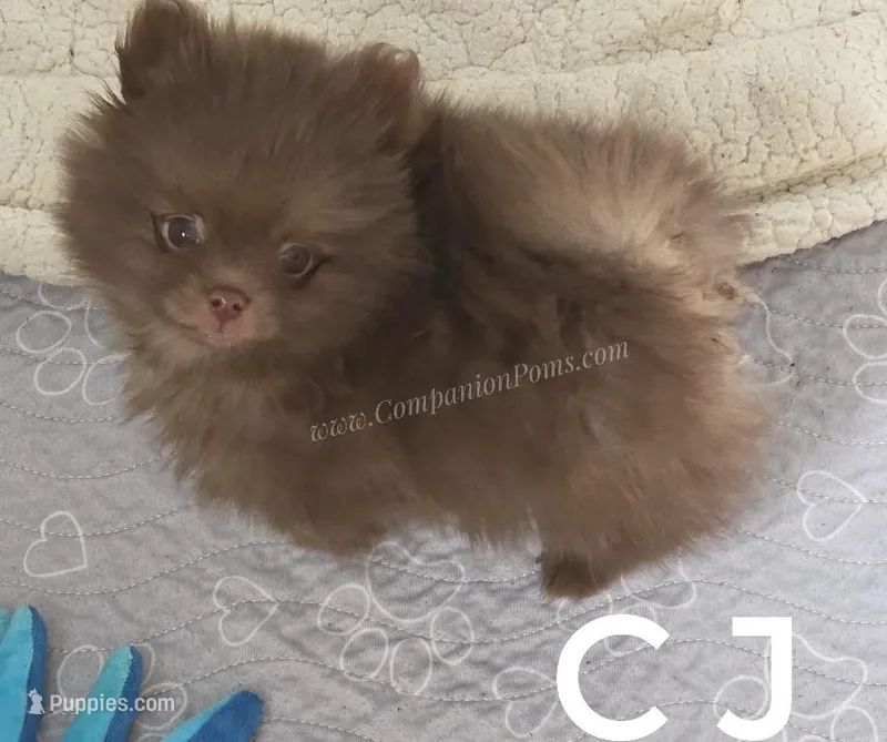 CJ -C video on website – Pomeranian puppy for sale in Whitwell, TN