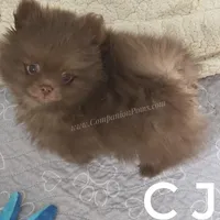 CJ -C video on website, a male Pomeranian for sale in Whitwell, TN – Photo 4 of 6