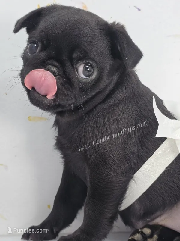 Cuddly Charm Playful Personality – Pug puppy for sale in Whitwell, TN