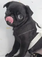 Cuddly Charm Playful Personality - Willow, a female Pug for sale in Whitwell, TN – 5 of 10