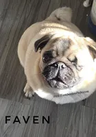 Champion Sired - Skip the Puppy Stage!, a female Pug for sale in Whitwell, TN – 5 of 6