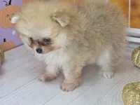 Apricot -Orange Merle Girl - Ready Oct 12th!, a female Pomeranian for sale in Whitwell, TN – 4 of 10
