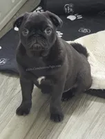 Tiny Girl - Amazing Structure - Playful, CH lines, a female Pug for sale in Whitwell, TN – 3 of 7