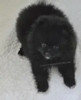 LB - Playful Little Fluff Ball, a male Pomeranian for sale in Whitwell, TN – 3 of 10