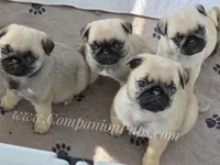Prince - Looking for a Tiny Boy? - Ch Sired, a male Pug for sale in Whitwell, TN – 7 of 7