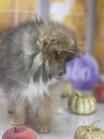 💙 Snickers –3.5-4 Pounds Adult Size -Rare Blue Sable Pomeranian Boy 💙🐾, a male Pomeranian for sale in Whitwell, TN – 6 of 7
