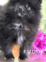 Black Fluff Ball - Fudge - Tiny -Charting 4.5-5lbs, a male Pomeranian for sale in Whitwell, TN – 7 of 10