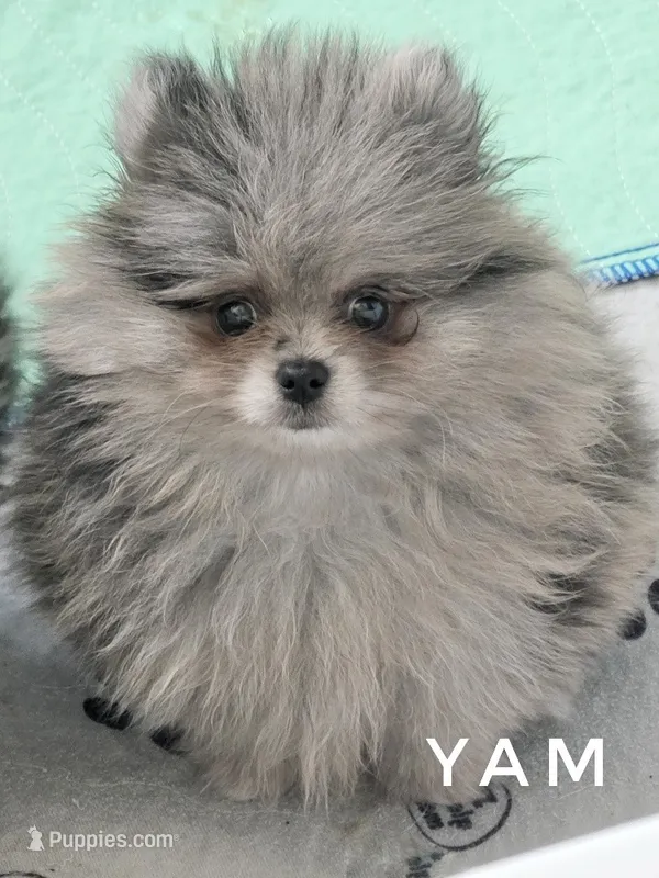 Yam - Blue Merle Silver Grey Face – Pomeranian puppy for sale in Whitwell, TN