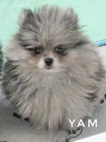Yam - Fluff ball!  So Sweet - See Video, a female Pomeranian for sale in Whitwell, TN – 5 of 8
