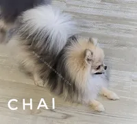 See Video- Chai - Tiny Pom Boy, a male Pomeranian for sale in Whitwell, TN – 7 of 9