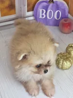 Apricot -Orange Merle Girl - Ready Oct 12th!, a female Pomeranian for sale in Whitwell, TN – 5 of 10