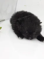 Little Black Boy, a male Pomeranian for sale in Whitwell, TN – 3 of 5