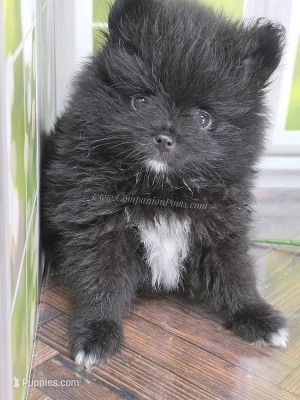 Little Black Boy – Pomeranian puppy for sale in Whitwell, TN