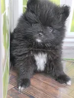 See Video - Little Black Boy, a male Pomeranian for sale in Whitwell, TN – 1 of 9