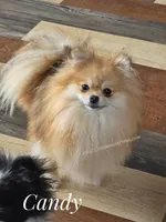 Needs a special quiet calm home, a female Pomeranian for sale in Whitwell, TN – 7 of 8