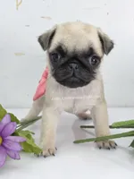 Pink Bow - Tiny Female - See Video, a male Pug for sale in Whitwell, TN – 6 of 6