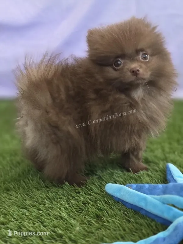 Tiny Chocolate Boy - C Video – Pomeranian puppy on hold in Whitwell, TN