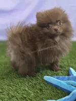 Spring Sale - CJ - C Video, a male Pomeranian for sale in Whitwell, TN – Photo 6 of 8