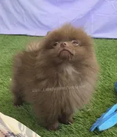 Spring Sale - CJ - C Video, a male Pomeranian for sale in Whitwell, TN – Photo 7 of 8