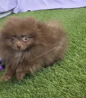 Spring Sale - CJ - C Video, a male Pomeranian for sale in Whitwell, TN – Photo 8 of 8