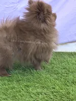 Spring Sale - CJ - C Video, a male Pomeranian for sale in Whitwell, TN – Photo 3 of 8