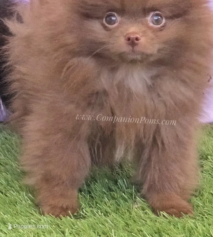 Spring Sale - CJ - C Video – Pomeranian puppy for sale in Whitwell, TN