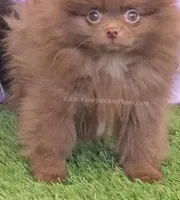 Spring Sale - CJ - C Video, a male Pomeranian for sale in Whitwell, TN – Photo 1 of 8
