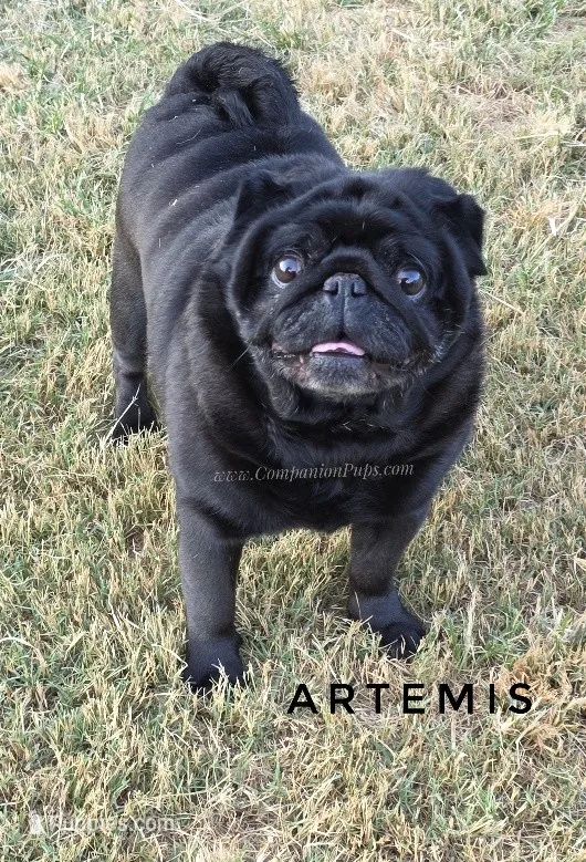 🖤 Gorgeous Russian Imported – Wrinkles, Rolls & Champion Lines! – Pug puppy for sale in Whitwell, TN