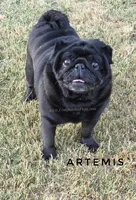 🖤 Gorgeous Russian Imported – Wrinkles, Rolls & Champion Lines!, a male Pug for sale in Whitwell, TN – 3 of 6