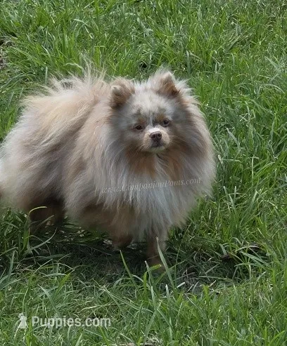 Toast - Lavender Merle – Pomeranian puppy for sale in Whitwell, TN