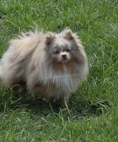 Toast - Lavender Merle, a male Pomeranian for sale in Whitwell, TN – 3 of 9