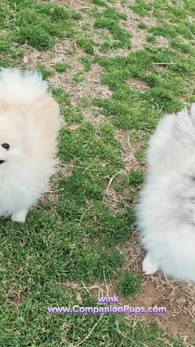 Throw Back Size - Wink - Lavendar Merle Parti, a male Pomeranian for sale in Whitwell, TN – 6 of 6