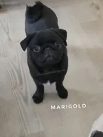 Adorable Pug Girl Ready to Steal Hearts - Marigold, a female Pug for sale in Whitwell, TN – 3 of 9