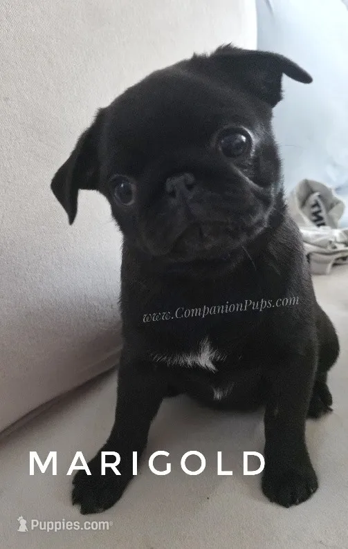 Adorable Pug Girl Ready to Steal Hearts - Marigold – Pug puppy for sale in Whitwell, TN