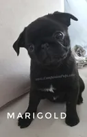Adorable Pug Girl Ready to Steal Hearts - Marigold, a female Pug for sale in Whitwell, TN – 1 of 9