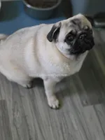 Champion Sired - Skip the Young Puppy Stage!, a female Pug for sale in Whitwell, TN – 3 of 9