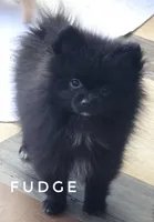 Fudge - Expected to be 4.5 pounds, a male Pomeranian for sale in Whitwell, TN – 7 of 10