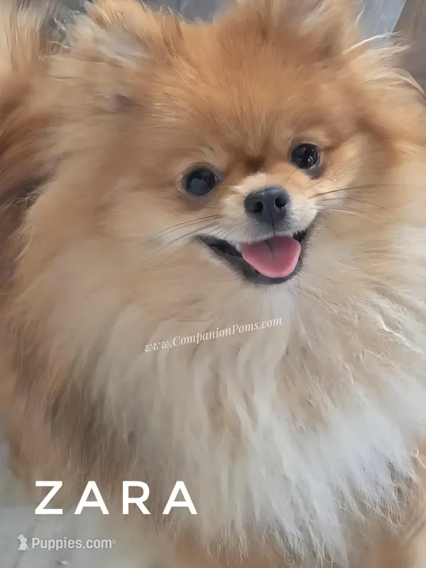 Full AKC for Breeding – Pomeranian puppy for sale in Whitwell, TN