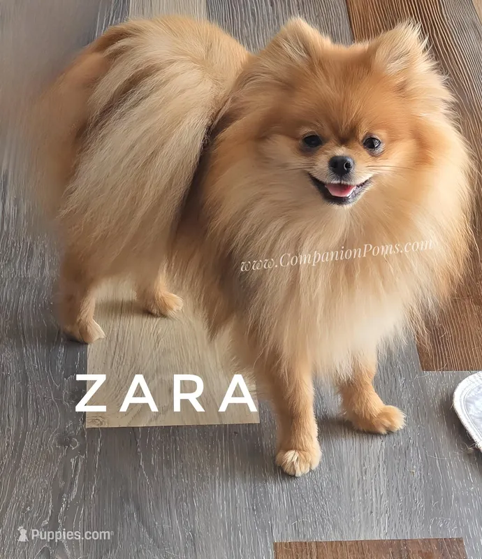 Full AKC for Breeding Merle – Pomeranian puppy for sale in Whitwell, TN