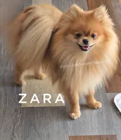 Full AKC for Breeding, a female Pomeranian for sale in Whitwell, TN – Photo 3 of 4