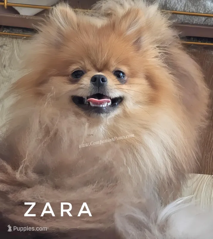 Full AKC for Breeding – Pomeranian puppy for sale in Whitwell, TN