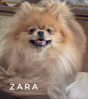 Full AKC for Breeding, a female Pomeranian for sale in Whitwell, TN – Photo 1 of 4