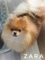 Full AKC for Breeding, a female Pomeranian for sale in Whitwell, TN – Photo 4 of 4