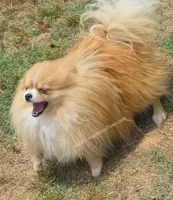 Muffin - Champion Sired 1year old, a male Pomeranian for sale in Whitwell, TN – 4 of 5